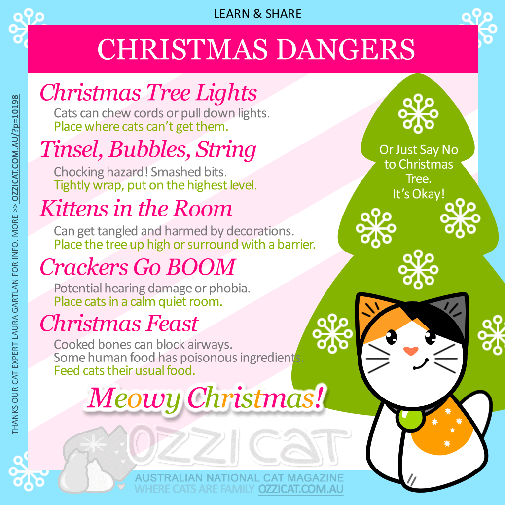 Cat Christmas Safety Tips: 7 Holiday Dangers To Avoid | Ozzi Cat