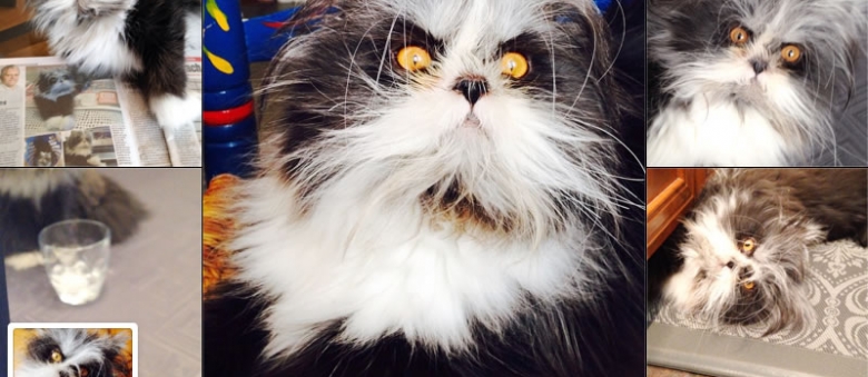 Atchoum: Cat With Excessive Hair On Face Due To Hypertrichosis Is Nice And Cuddly