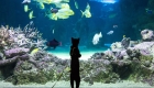 Unique Cat Experience: The World’s First Cat Friendly Aquarium At SEA LIFE Sydney Aquarium