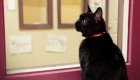 Black Cat Tini Has Been Adopted After Waiting for 6 Years