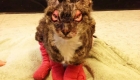 Miracle Cat – Dutchess – House Fire Survivor