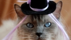 Do Cat Halloween Costumes That Don’t Bother Cats Exist?