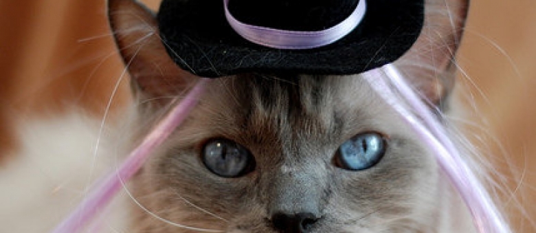 Do Cat Halloween Costumes That Don’t Bother Cats Exist?