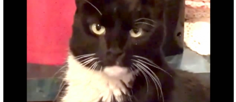 Special Cat Reunites With Owners After Missing For 2 Years [Video]