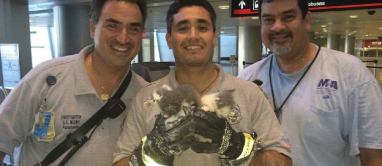Amazing Cat Rescue: Kittens Stuck in a Ceiling at Miami International Airport Rescued by Firefighters