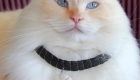 3 Crazy Cat Hair Accessories. Made of Cat Fur – Joke or Cat Fashion?