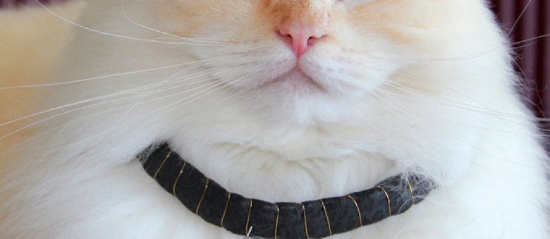3 Crazy Cat Hair Accessories. Made of Cat Fur – Joke or Cat Fashion?