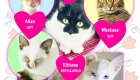 Ozzi Cat Helps Cats And Kittens Ballina Rescue with Adoption Event