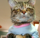 The Saddest Special Needs Cat Found Home! (Meet Rising Cat Celebrity Star)