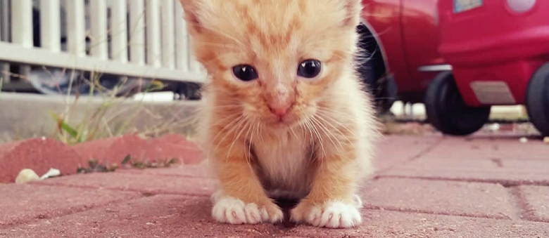 Cat Lover Adopts A Tiny Polydactyl Ginger Kitten