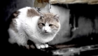 600 Cats Rescued from Being Skinned in Shanghai, China