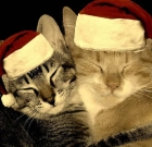 Top 10 Christmas Themed Cat Names