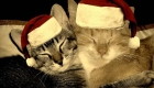 10 Christmas Tree Safety Tips for Cats
