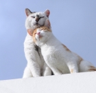 Does Cat Purring Heal? How 9 Hours of Cat Purring Will Help You and Your Cat