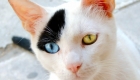 How to Clean Cat’s Eyes – Video Instruction on How to Clean Cat’s Eyes