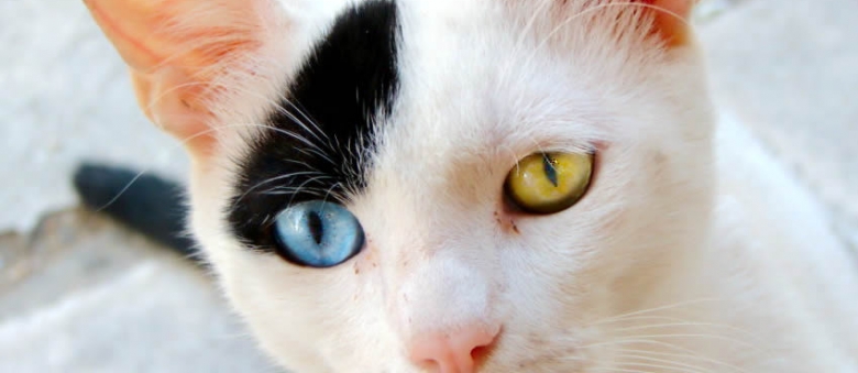 How to Clean Cat’s Eyes – Video Instruction on How to Clean Cat’s Eyes