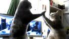Funny Cat Video: Cats Playing Dansons La Capucine, Poom!