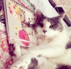Life with Cats: Amazing Cat Mum of Gorgeous Kitty Turns 24 – Happy Birthday, Jessica!