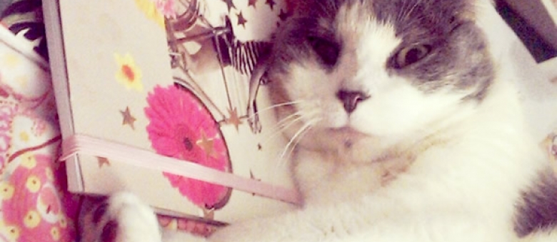Life with Cats: Amazing Cat Mum of Gorgeous Kitty Turns 24 – Happy Birthday, Jessica!