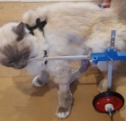 Cat Parents Use 3D-Printer To Make Cat Wheelchair For Their Handicapped Cat
