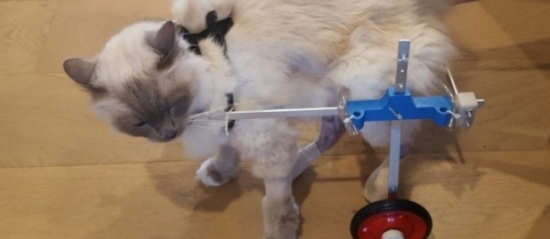 Cat Parents Use 3D-Printer To Make Cat Wheelchair For Their Handicapped Cat