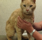 Australian Senior Cat From Sydney Found In Northern Ireland As Stray. Mystery Resolved!
