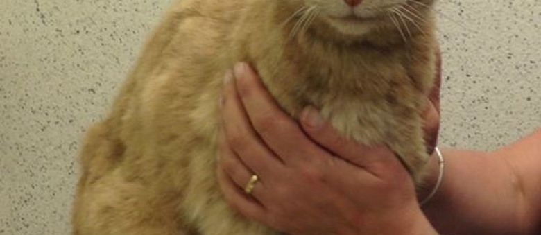 Australian Senior Cat From Sydney Found In Northern Ireland As Stray. Mystery Resolved!