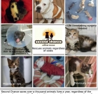 Vote for Second Chance Animal Rescue to Help Them Win a Grant