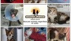 Vote for Second Chance Animal Rescue to Help Them Win a Grant