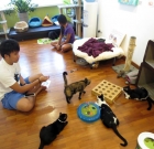Singapore Opens Its First Cat Museum, Lion City Kitty. Cat Museum With Difference.