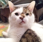 Special Needs Cat With Cleft Palate Lives A Happy Life. What Is Cleft Palate?