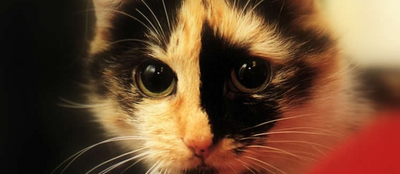 Choosing Your Cat With Horoscopes
