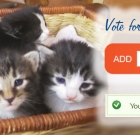 Receiving a Grant: Vote for 2nd Chance Cat Rescue