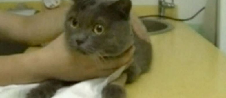 Miracle? Cat Stuck In Chimney For 2 Months Has Been Rescued
