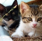 Buying a Cat: Essential Kit for Kittens