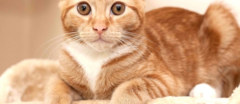 7 Reasons Why To Spay or Neuter Your Cat + Cats for Adoption
