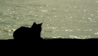 Cat Travels On Yacht 166 Nautical Miles Away From Feral Colony