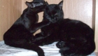 Amazing Black Cat Likes Bathing and Not Afraid of Hair Dryer. Tips on Bathing a Cat.