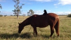 Unusual Friendship: Black Rescue Cat Morris Rides A Horse In NSW