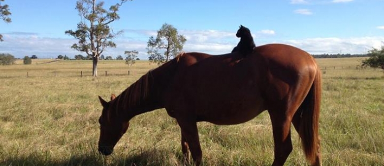 Unusual Friendship: Black Rescue Cat Morris Rides A Horse In NSW