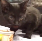 Black Shelter Kitten Talks Like Turkey