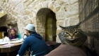 The First Cat Cafe in Paris – “Cafe des Chats”