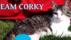 Corky the Cradle Cat with Twisted Legs