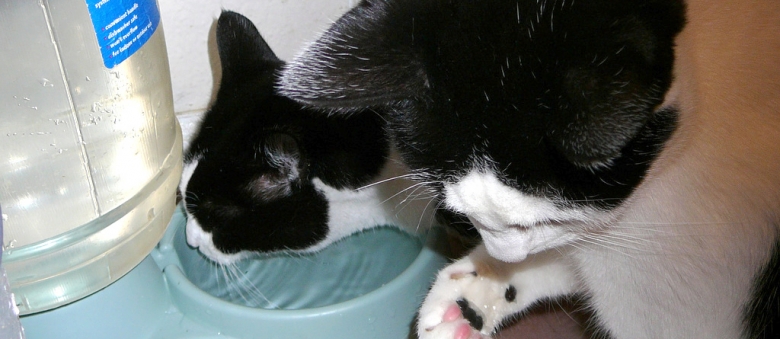 5 Reasons Why Cats Touch Water Before Drinking