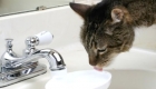 How Much Water Should My Cat Drink? Water Fountain For Cats