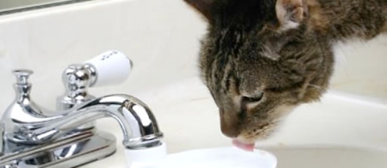 How Much Water Should My Cat Drink? Water Fountain For Cats