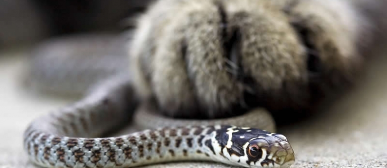 What To Do When Your Cat Suffers A Snake Bite