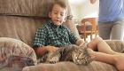 Hero Cat Saves a Child from Aggressive Dog Attack