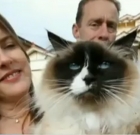A Cat Sold With A House For $140k. Former Owners Said They Loved The Cat.