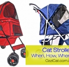 Is a Cat Stroller a Good and Safe Way of Walking and Travelling with a Cat?